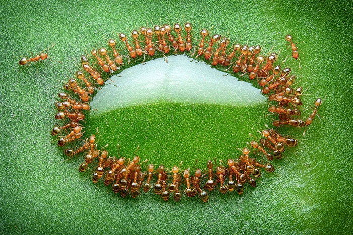 macro, honey, leaves, nature, closeup, National Geographic, ants, reflection, Malaysia, drink, insect