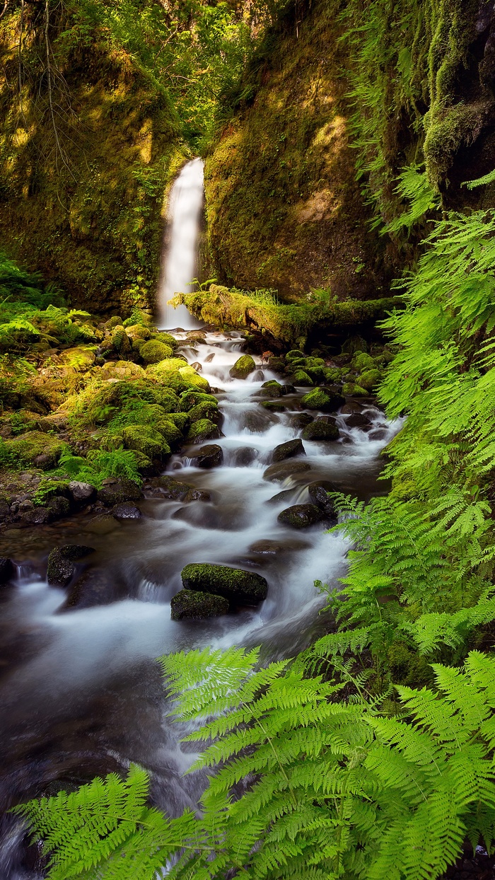 Waterfall and stream in a mossy forest