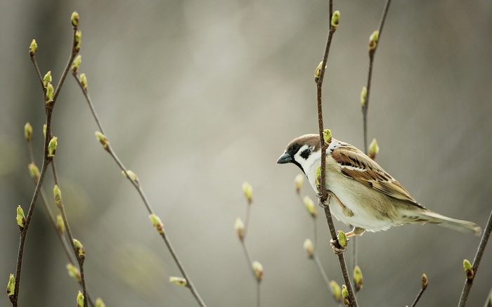 Sparrow perched on a branch with new buds