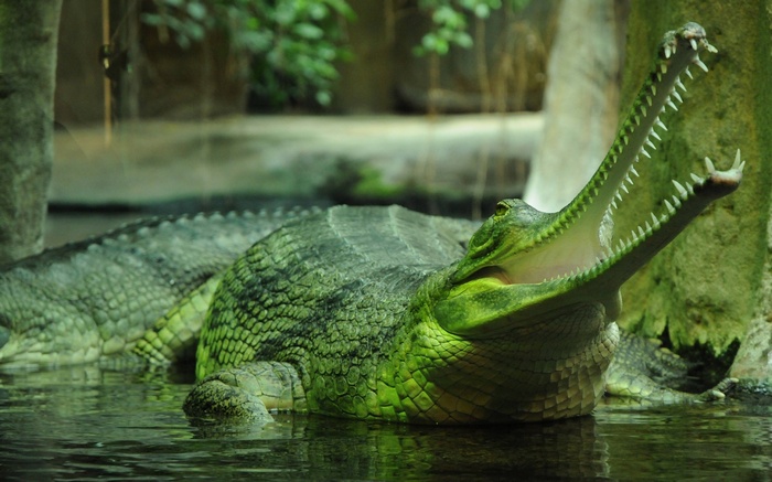 A gharial with its mouth open in water
