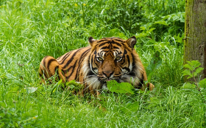 Tiger lying in tall green grass near a tree