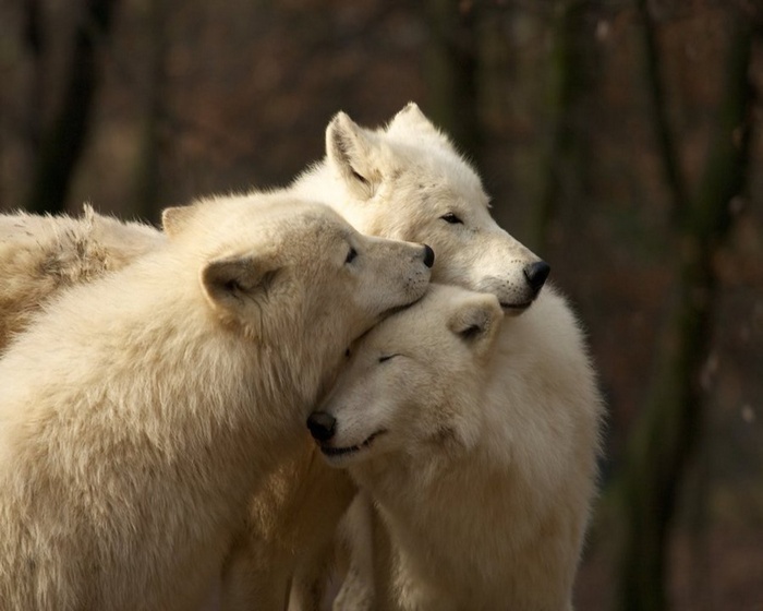 Three white wolves huddled together