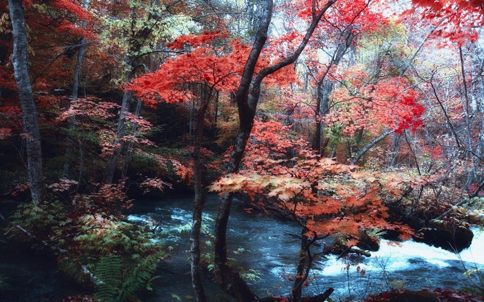 Autumn forest with red maple leaves and a river in Japan