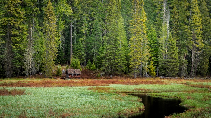 Small cabin in a dense forest near a stream