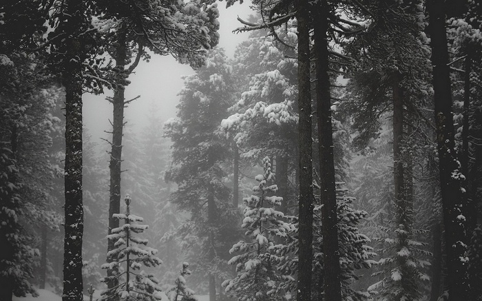 Monochrome forest in winter with snow and mist