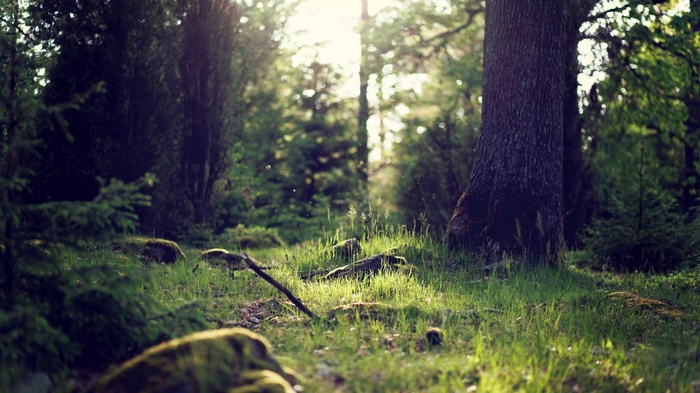 Sunlight filtering through a green forest