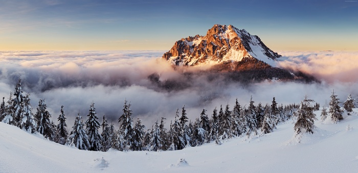 Snowy mountain peak above clouds and pine trees