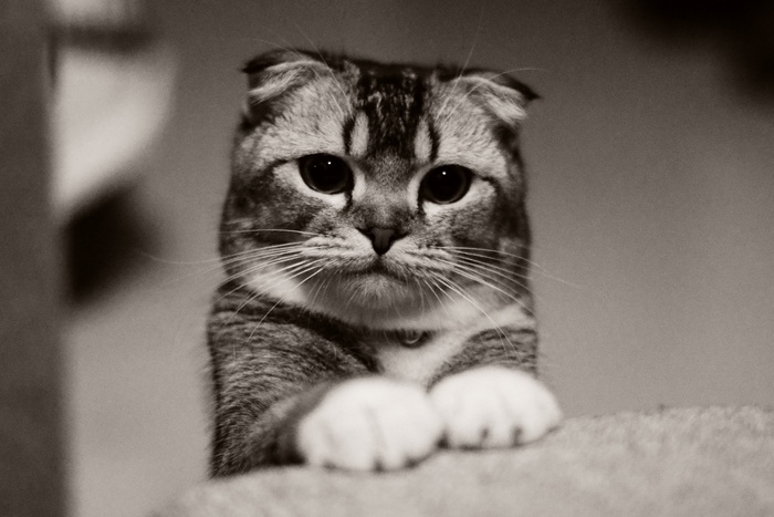 Scottish Fold cat with folded ears and white paws