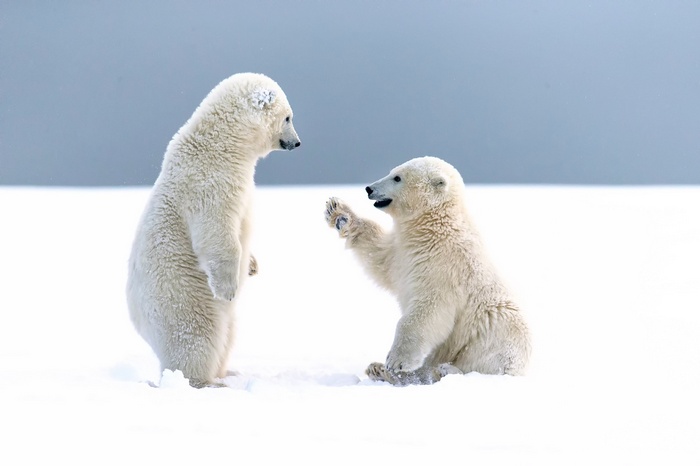 Two polar bear cubs playing in the snow