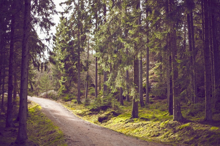 Dirt road through a sunlit forest