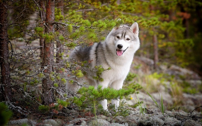 Siberian Husky dog in a forest with pine trees