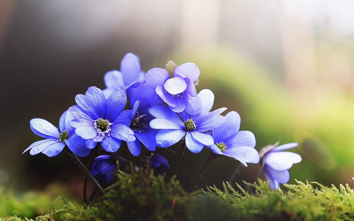 Blue flowers blooming on mossy ground