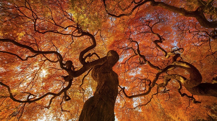 Autumn tree with vibrant orange leaves