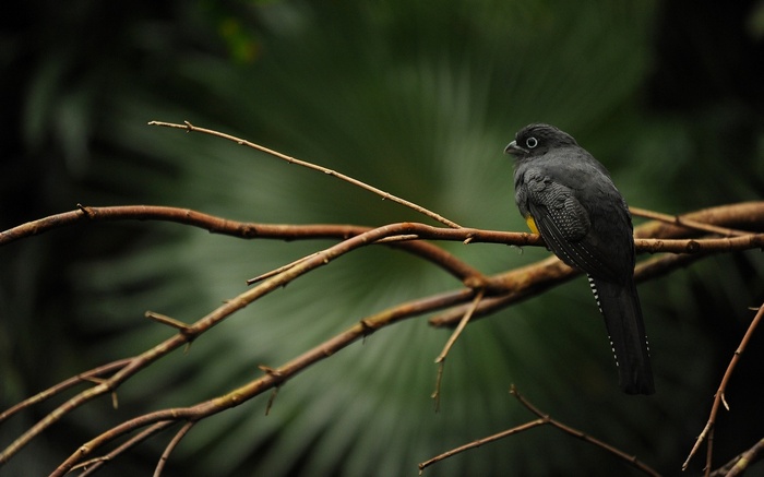 A dark bird with yellow on its chest sits on a branch