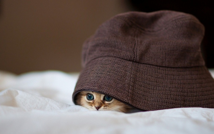 Kitten hiding under a brown hat on a white blanket