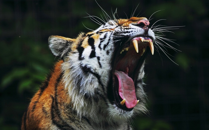 Tiger yawning with sharp teeth and pink tongue