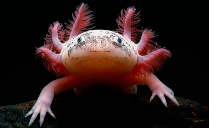 Close-up of a pink Axolotl with black background