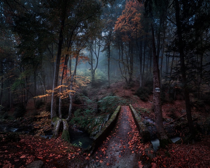 Misty forest path with autumn leaves in Bulgaria