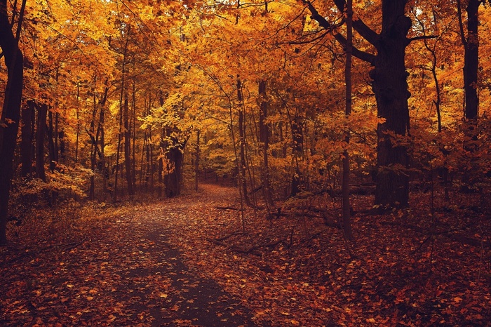 A path through a forest in autumn