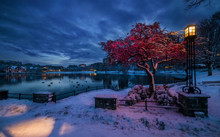 Snowy park with illuminated tree and lake at dusk