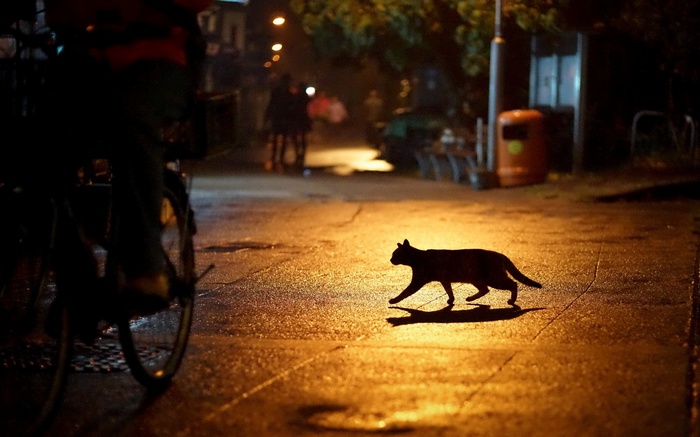 Black cat crosses a wet street at night