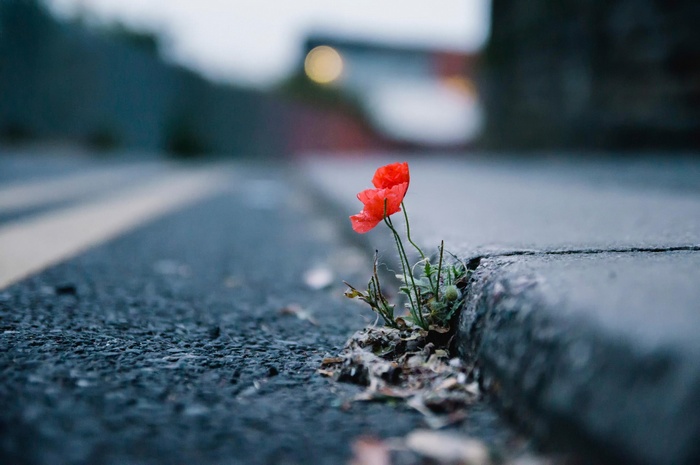 Red poppy growing through asphalt on a road
