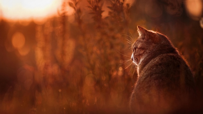 Cat sitting in warm sunset light