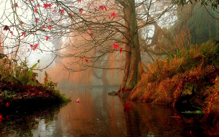 Misty forest with a calm lake and autumn leaves