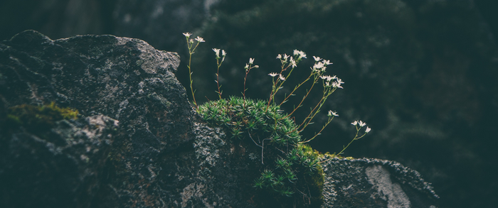White flowers growing on a mossy rock