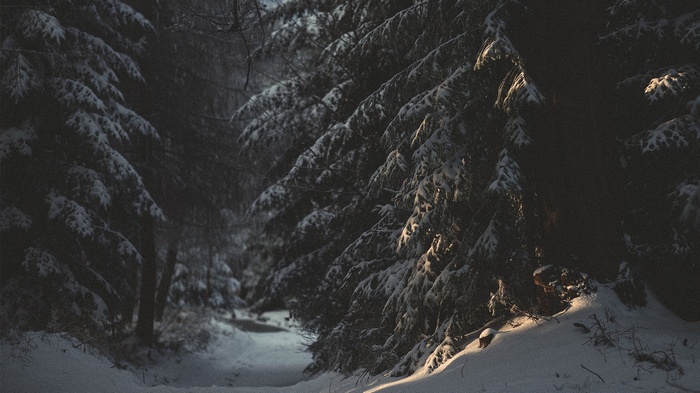 Snowy forest path with sunlight on trees