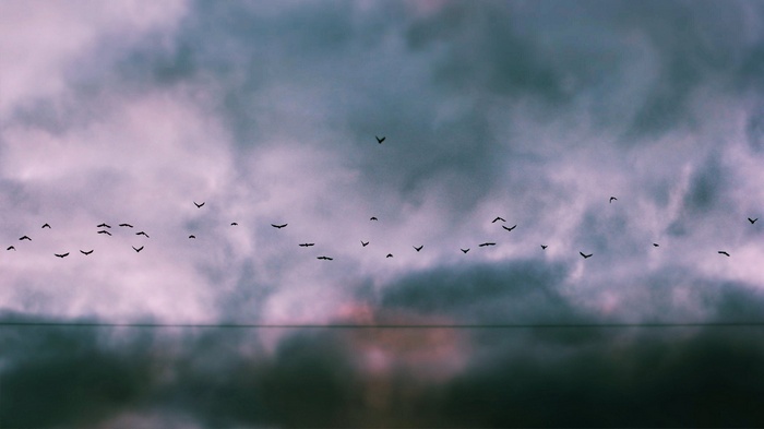 Birds flying in a cloudy sky over water