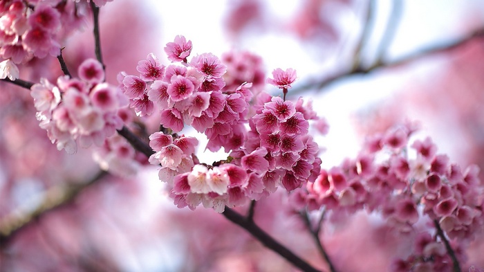 Close-up of pink cherry blossoms on a branch