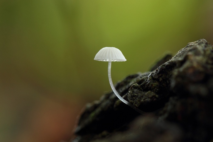 Macro shot of a delicate white mushroom on a log