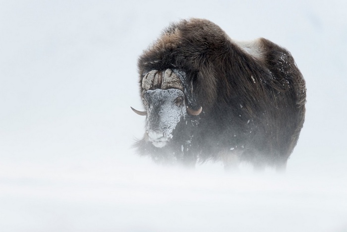Muskox in a snowstorm