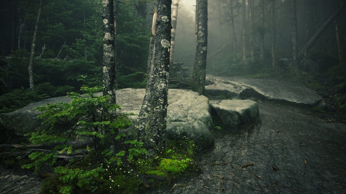 Misty forest path with large rocks and trees