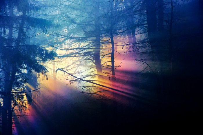 Sunbeams through a misty forest