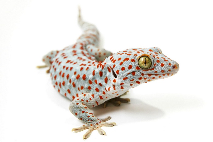 Tokay Gecko with Red Spots on White Background