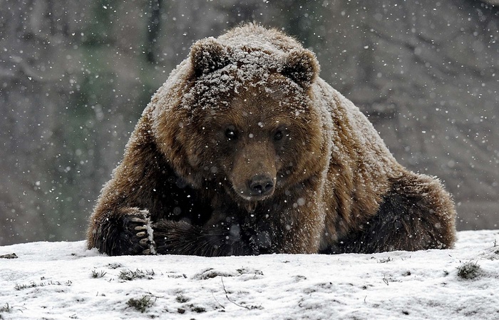 bears, animals