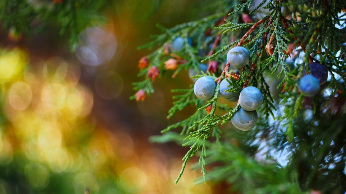Juniper berries on a branch with bokeh background