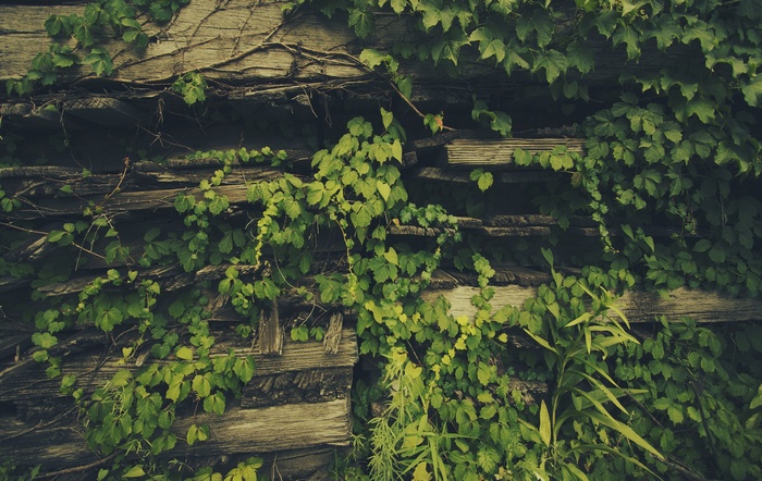 Green ivy vines covering weathered wooden planks