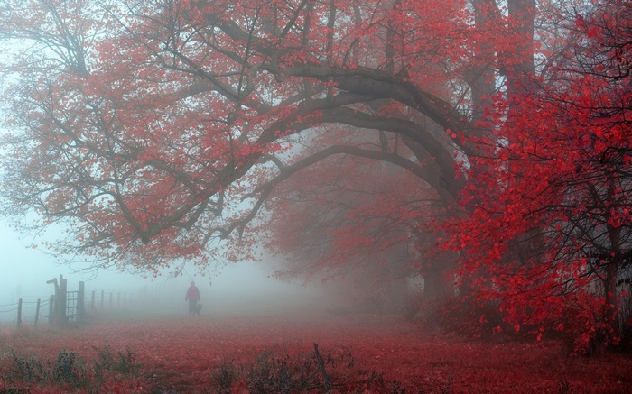 Person walking a dog in a misty forest with red leaves
