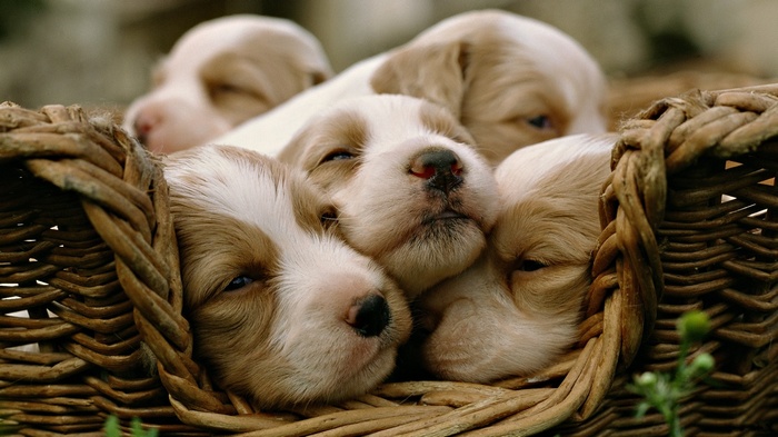 Several adorable puppies sleeping in a woven basket