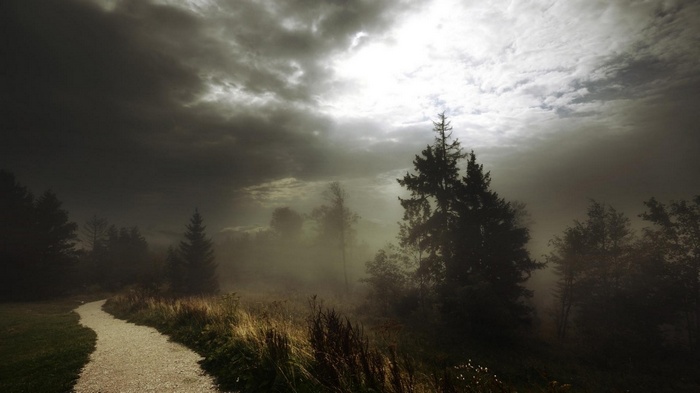 A foggy forest path under a cloudy sky