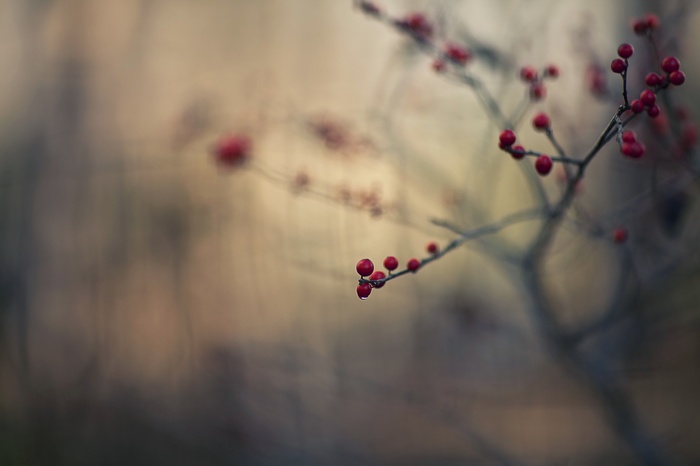Red berries on a branch with a blurred background