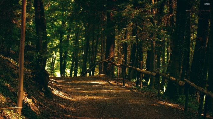 A sunlit path through a dense forest