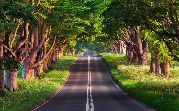A tree-lined road in the countryside