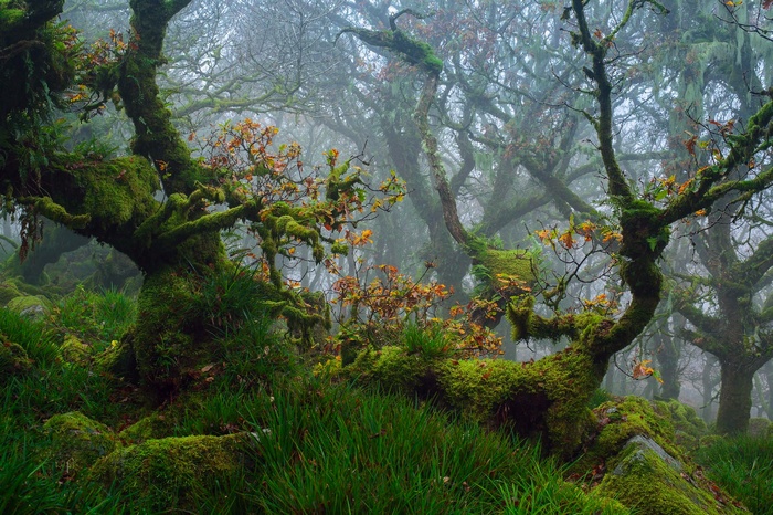 Moss-covered trees in a foggy forest
