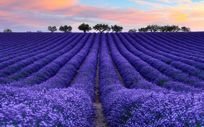Lavender field at sunset with trees