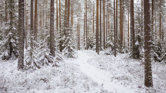 Snow-covered trees in a forest landscape