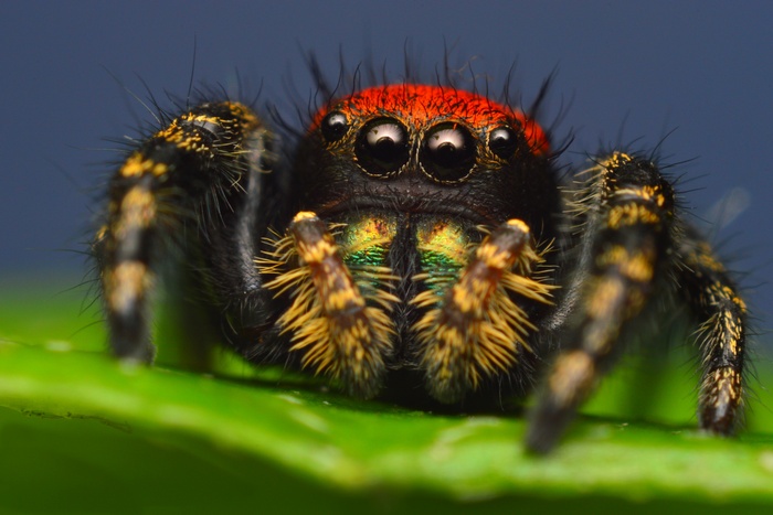 Macro shot of a colorful jumping spider on a green leaf